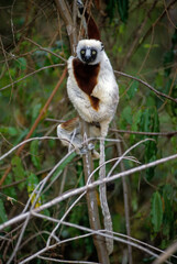 Lémurien, Propithéque de Vérreaux, Propithecus verreauxi, Madagascar