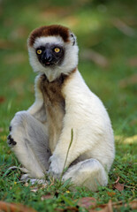 Lémurien, Propithéque de Vérreaux, Propithecus verreauxi, Madagascar