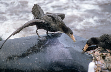 Pétrel géant, éléphant de mer mort, Macronectes giganteus, Southern Giant Petrel,  Iles...