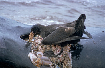 Pétrel géant, éléphant de mer mort, Macronectes giganteus, Southern Giant Petrel,  Iles...