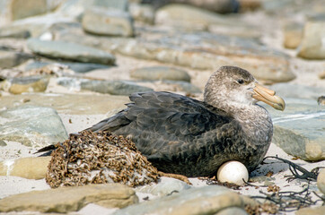 Pétrel géant, Macronectes giganteus, Southern Giant Petrel,  Iles Falkland, Malouines