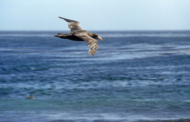 Pétrel géant, Macronectes giganteus, Southern Giant Petrel,  Iles Falkland, Malouines
