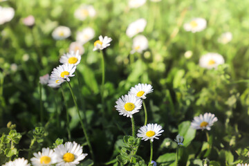 Daisy flowers on green grass, close up. Floral background