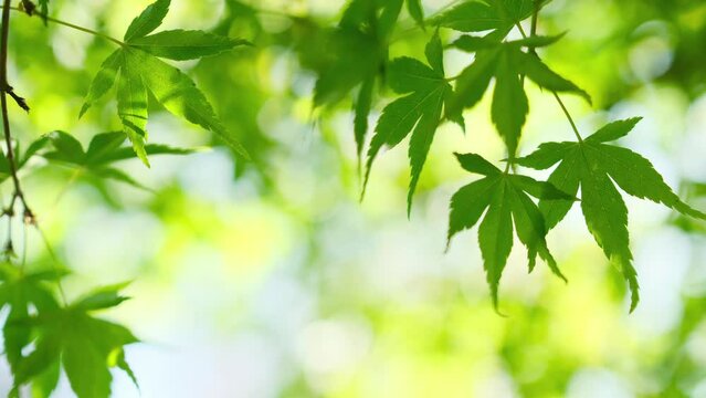 Green nature bokeh background of trees branches and green leaves may be used as a natural backdrop or overlay. Stock footage video 4k