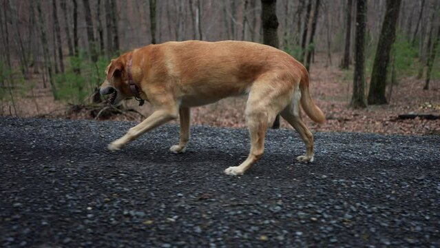 Closeup side view of Golden Labrador Retriever limping showing injured leg, with signs of hip dysplaysia.