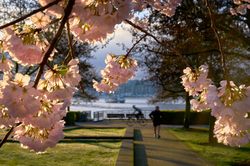David Lam Park Cherry Blossoms Vancouver. Cherry blossoms at sunrise in David Lam Park, Vancouver....