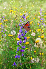 Blue flowers of ( Echium vulgare ) and yellow wildflowers on meadow in summer.  Butterfly peacock...