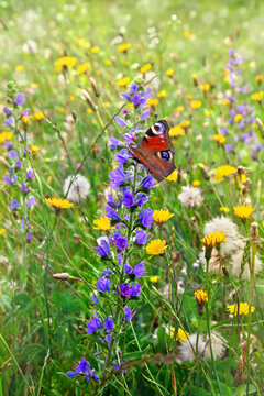 Fototapeta Blue flowers of ( Echium vulgare ) and yellow wildflowers on meadow in summer.  Butterfly peacock (Aglais io, European peacock) above summer wildflowers