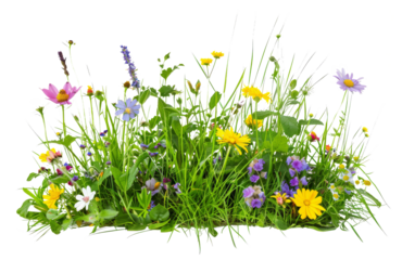 Assorted wildflowers and grass isolated on transparent