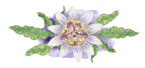 Passion flower on the watercolor stain hand painted isolated floral illustration. Purple and green Passiflora oblong arrangement with leaves and splash.