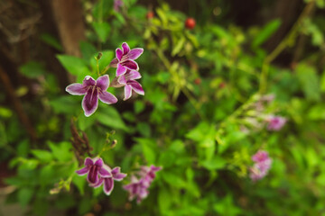 Obraz premium Chinese violet plants called Asystasia intrusa flowers blooming in the home garden during the spring morning
