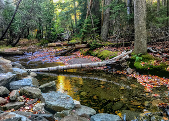 Rock lined stream with fallen tree in lush forest near Bar Harbor, Maine in autumn