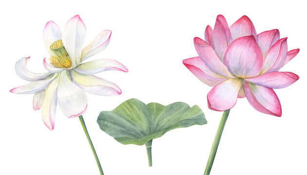 White pink Lotus flowers with green Leaf. Delicate blooming Water Lily. Watercolor illustration isolated on white background. Hand drawn composition for poster, cards
