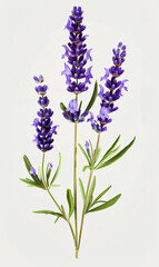 Lavender Flowers Isolated on White Background, Perfect for Poster, Cards and Pattern