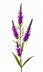 Purple liatris flower isolated on white background, Perfect for Poster, Greeting Cards, Pattern Designs and background