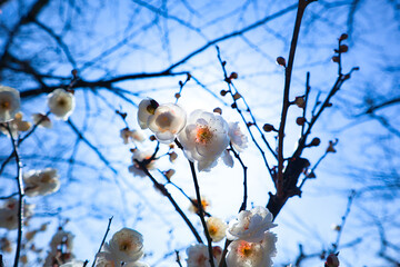 3月のふわっとした可愛い白い梅の花