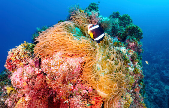 Underwater coral reef and coral