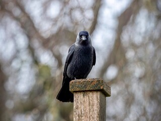 Jackdaw Perched on a Post