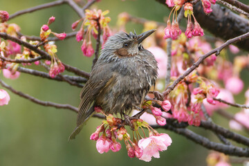桜の木にとまる雨に濡れたヒヨドリ
