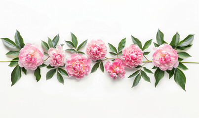 Symmetric Panoramic layout of fresh pink peonies with green leaves, ideal for spring themes, isolated on white