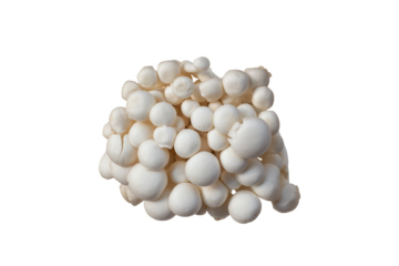 Top view of White Shimeji Mushroom cultivated in cooling plant without pesticide, chemical fertilizer and growth hormone isolated on white background included clipping path.