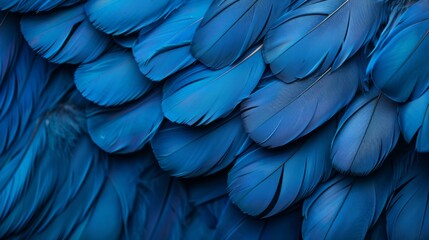 A close up of blue feathers.