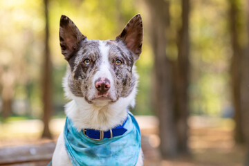 Beautiful cattle dog and border collie mix at a park on a sunny morning wearing a blue bandana. 