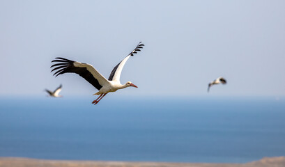 Fototapeta na wymiar Migrating storks traveling thousands of kilometers.