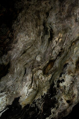 Detailed texture of a tree trunk