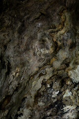 Detailed texture of a tree trunk