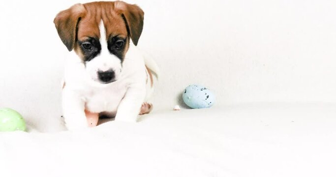 Jack Russell puppy plays with Easter eggs. Easter. Raising 