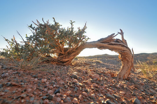 Saxaul tree on mongolian Desert Gobi