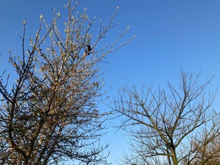 trees in the sky