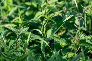 Blue beauty dragonfly
