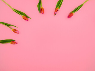 Tulips on a pink background. White, pink tulips.