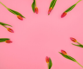 Tulips on a pink background. White, pink tulips.