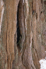 Abstraction in Redwood Bark