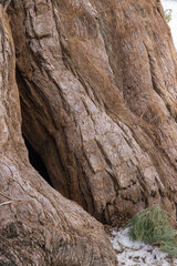 Abstraction in Redwood Bark