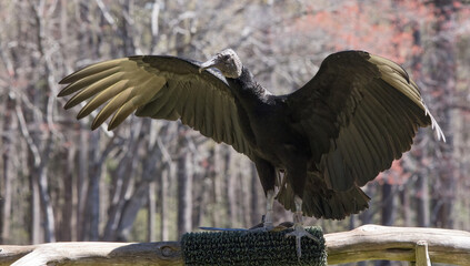 Fototapeta premium Black Buzzard with wings spread
