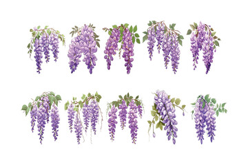 Set of Wisteria flowers collection