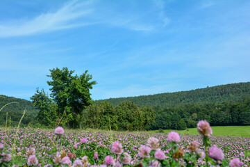 Obraz premium Red clover field in green nature at the edge of the forest