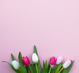 Tulips on a pink background. White, pink tulips.