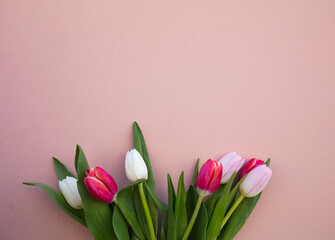 Tulips on a pink background. White, pink tulips.