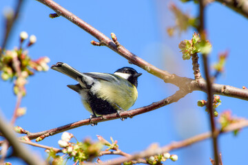 great tit perching on a tree branch on the blue sky background