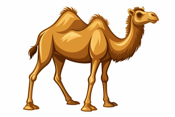 realistic high detailed camel full body isolated o