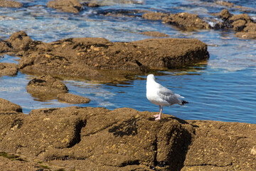 seagull on the rocks