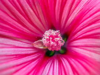 Heart of a pink flower close up