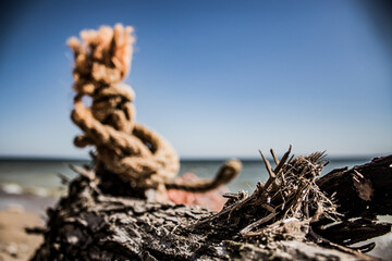 A branch and peeled bark of a dry tree close-up against the background of a rope, sea and sky 
