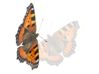 Fototapeta na wymiar Butterflies Small tortoiseshell, Aglais urticae - abstract composition with open colorful wings, effect of mirror reflection and white background. Topics: abstraction, beauty of nature, computer art