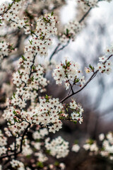 Beautiful white acacias in spring